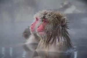 山之内町志贺高原奥林匹克酒店的一只猴子坐在浴缸里