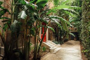 墨西哥城Maison du comte的穿过植有树木和植物的温室的走道