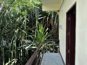 涛岛Sleep tight hostel koh tao的建筑旁的走廊上,有高大的植物