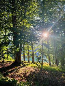 巴库里阿尼Crystal Woods的阳光照耀着的森林
