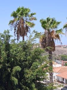 马斯帕洛马斯Casa Panorámica的城市中心两棵棕榈树