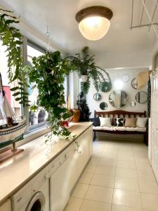 圣克鲁斯-德特内里费Niko Rooms的一个带植物的柜台和沙发的厨房
