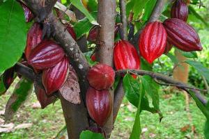 槟知HÒANG HÔN HOMESTAY的树枝上一束红色水果