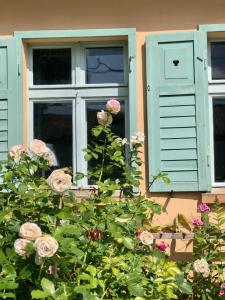 柏林附近贝尔瑙Gut Leben Landresort的窗户,有蓝色百叶窗和玫瑰