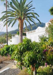 埃尔帕索Villa Jardines la Quinta的白色建筑前的棕榈树