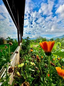 特拉布宗Trabzon Mountain House-UZUNLU的窗台上种有橙花的花园