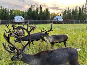 Pleasant ValleyPleasant Acres Reindeer Ranch的一群鹿站在一个田野里