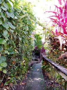 霍尼亚拉Island Home的种有多种植物的花园