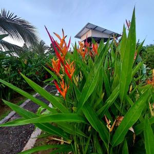 托尔图格罗Bewak CR的橘子花在房子前的植物