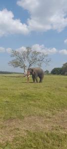 锡吉里亚Pidurangala View Treehouse的象站在一棵树的田野里