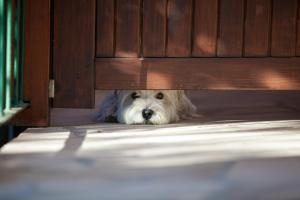 科米扎卡梅尼卡别墅 的木凳下的白色狗