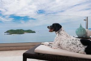 伊斯塔帕阿祖尔伊斯塔帕豪华全包式套房酒店 - 温泉及会议中心的坐在窗前沙发上的狗