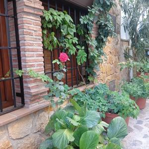 IznatorafCasa Rural Los Girasoles的窗户前有一堆植物的房子