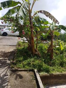 Quartier la Fleury GuinéF1 studio Martinique的停车场里的棕榈树和一辆白色汽车