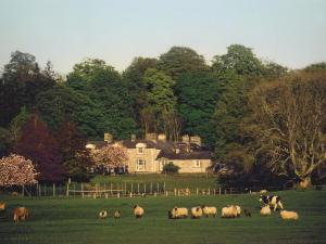 MountnugentRoss House Equestrian Holidays的一群羊在房子前面的田野里放牧