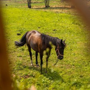 SandimBruval Eco Retreat的站在草地上的棕色马