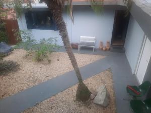 弗洛里亚诺波利斯Guest House Lagoa的院子里的棕榈树,带椅子