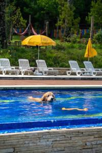 坎波斯杜若尔当Surya-Pan Hotel Refúgio的狗在游泳池游泳