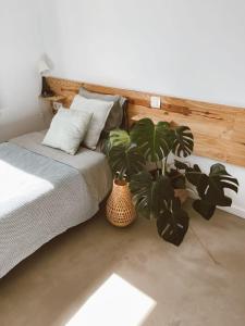 RoqueVilla Koa - Riders Surf n Bike的一间卧室配有一张床和两盆植物