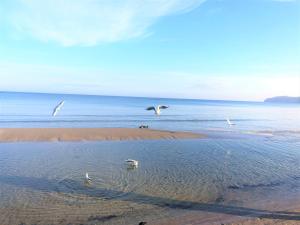 宾茨exklusive Villa Chloe in Top Lage的一群鸟在海滩上飞过水面