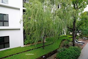 清迈THE NINE THASALA的建筑物旁边的院子里的一棵 ⁇ 的柳树
