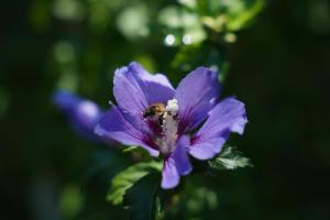 埃希特纳赫B&B Alferweiher的蜜蜂坐在紫色的花上