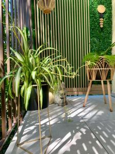 克卢日-纳波卡Maya Apartment的庭院里摆放着两把椅子,种植了盆栽植物