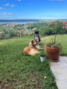 波尔托罗Olive House Portoroz的两只狗躺在草丛中,靠近一些植物