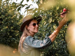 塔尔巴赫Vrolikheid Landgoed的一位戴帽子的女人从树上摘苹果