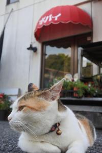 Iyo海に恋する泊まれる喫茶店 ポパイ的一只猫躺在楼前的地面上