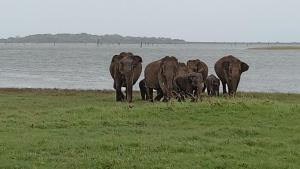 锡吉里亚Harini Villa的一群大象在水边的田野里行走