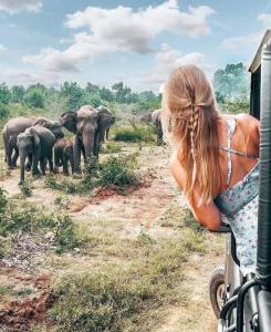 锡吉里亚Harini Villa的看到一群大象的汽车中的女人
