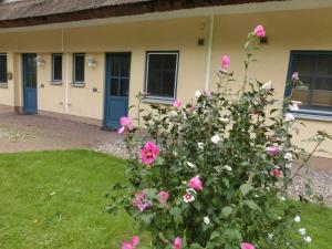 布德明Reetdachhaus Malve 3 im Feriendorf Puddeminer Wiek的一座房子前面的灌木丛,上面有粉红色的玫瑰花