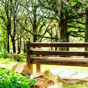 WakkerstroomWetlands Country House & Sheds的木凳坐在树木繁茂的公园里