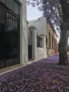 查斯科穆斯El Jacarandá, relax, en Chascomús的建筑旁一条铺着紫色叶子的人行道