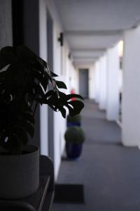 巴特曼斯贝佐巴海滨汽车旅馆的坐在走廊桌子上的盆栽植物