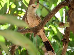 博尼图加利亚阿特斯旅馆的鸟坐在树枝上
