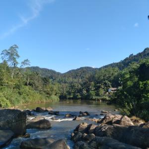 代尼耶耶Sinharaja Gingaga Homestay的森林中一条河流