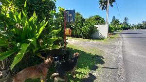 拉罗汤加苍鹭礁度假公寓的站在路旁的三只狗