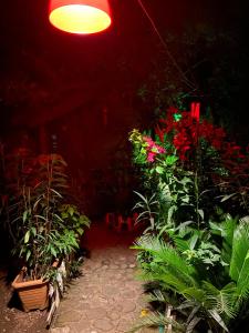 契拉勒Canario Bungalows的一间有一堆植物和光线的房间