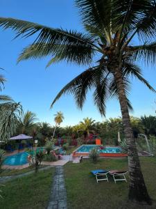 拉斯拉哈斯拉斯拉哈斯住宿加早餐旅馆的游泳池旁的棕榈树