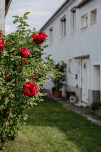 Schützen am GebirgeFerienwohnung Morgensonne的房子前面的红玫瑰丛