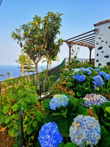 下布雷尼亚Casita Canaria con Vista的一座花园,在一座建筑前方,鲜花盛开