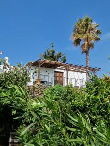 下布雷尼亚Casita Canaria con Vista的棕榈树山顶上的房子