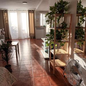 卡拉德莫尔Apartamento Bambadela的一间客厅,里面种有一堆盆栽植物