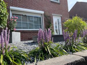 EygelshovenZuid-Limburg B&B OpdeBossen的砖屋前种有紫色花的花园