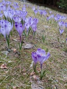 JarabáJariabka Chalet Zrub Nízke Tatry的草上一束紫色的花