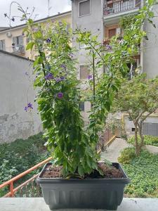 米兰Il grande blu的阳台盆子里花紫色的植物