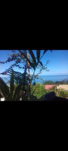 圣勒T2 vue sur Ocean Indien的从种有植物的窗户欣赏海景