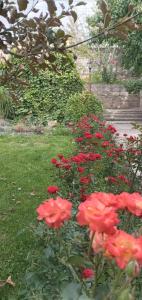 比什凯克Уютная вилла в центре Бишкека的花园里的一束红色的鲜花